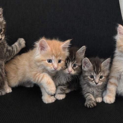 Chaton maine coon