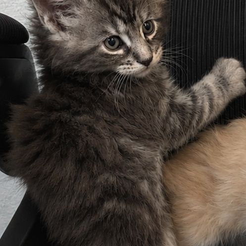 Chaton maine coon #7