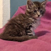 Chaton maine coon #1