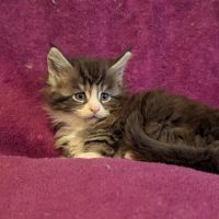 Chaton maine coon #2