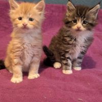 Chaton maine coon #3