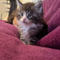 Chaton maine coon #4
