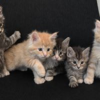 Chaton maine coon #0