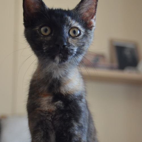 Eclypse à l'adoption #2