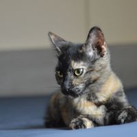 Eclypse à l'adoption #3