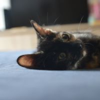 Eclypse à l'adoption #4
