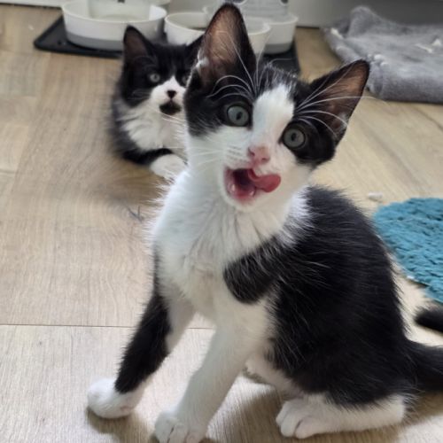 Pinto - adorable chaton #0