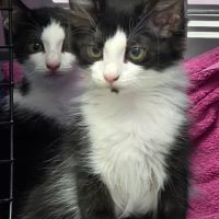 Pinto - adorable chaton #1