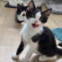 Pinto - adorable chaton