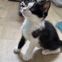 Pinto - adorable chaton #3