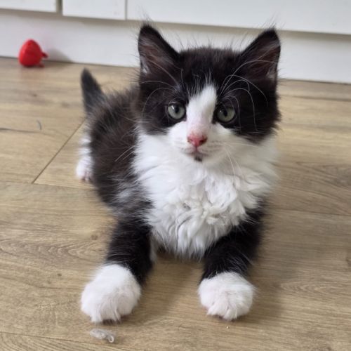 Pompom-adoption en cours #0