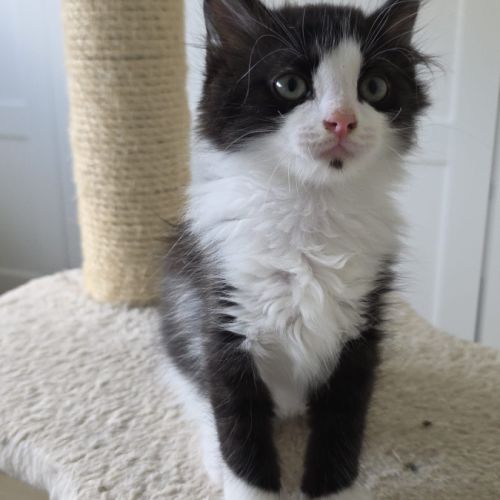 Pompom-adoption en cours #4