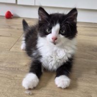 Pompom-adoption en cours