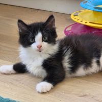 Pompom-adoption en cours #3