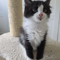 Pompom-adoption en cours #4