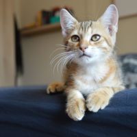 Savane à l'adoption #2