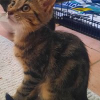 Chipou à l'adoption