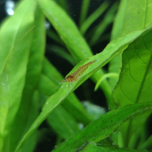 Crevettes