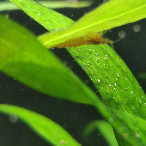 Crevettes #2