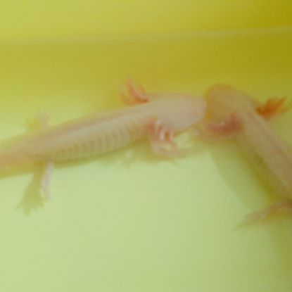 Axolotl juvénile #1