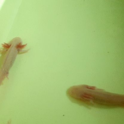 Axolotl juvénile