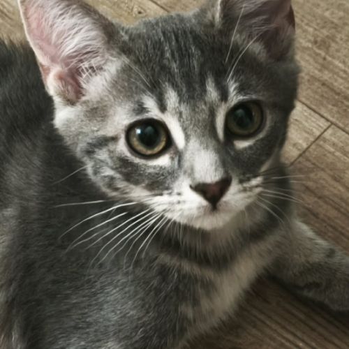 Danone-adorable chaton