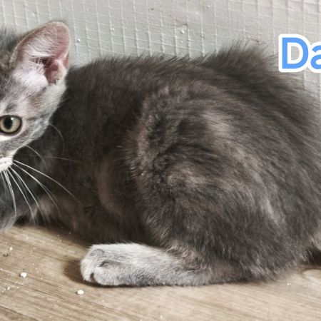 Danone-adorable chaton #1