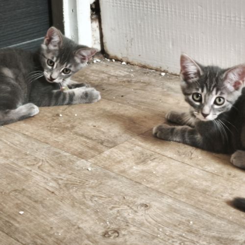 Danone-adorable chaton #3