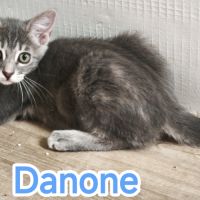 Danone-adorable chaton