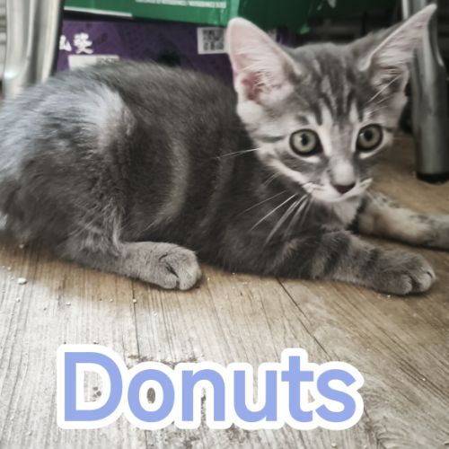 Donuts-adorable chaton #1