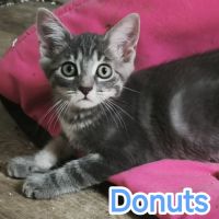 Donuts-adorable chaton