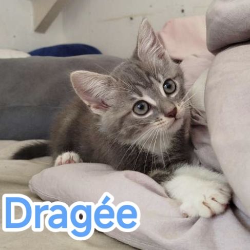 Dragée-adorable chaton #0