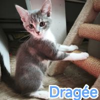 Dragée-adorable chaton #2