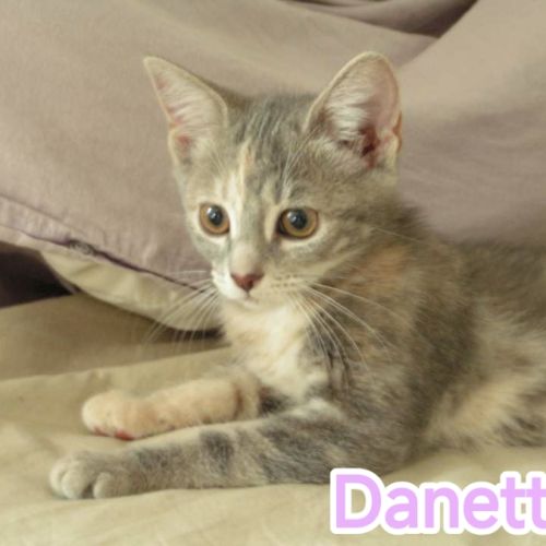Danette-adoption en cours #1