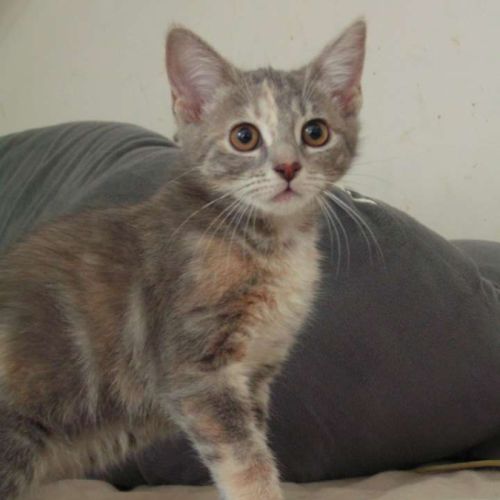 Danette-adoption en cours #0