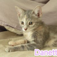 Danette-adoption en cours #1