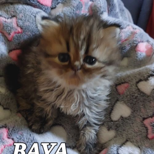 Magnifiques chatons persans #1