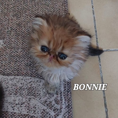 Magnifiques chatons persans #2