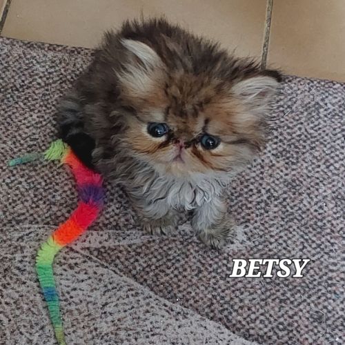 Magnifiques chatons persans #4
