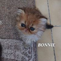 Magnifiques chatons persans #2