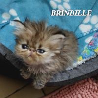 Magnifiques chatons persans