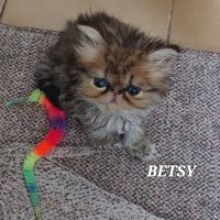 Magnifiques chatons persans #4