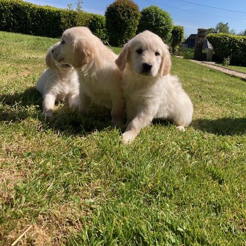 Chiot golden retriever #1