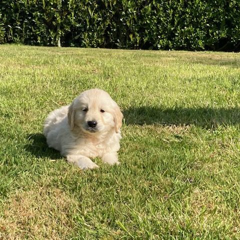 Chiot golden retriever #2