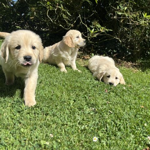 Chiot golden retriever #0