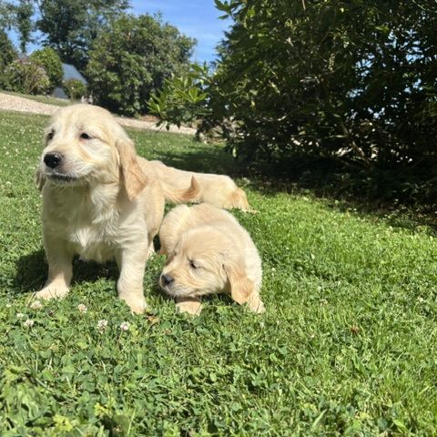 Chiot golden retriever #4