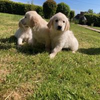 Chiot golden retriever #1