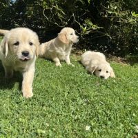 Chiot golden retriever