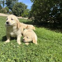Chiot golden retriever #4