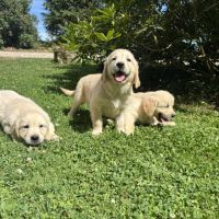 Chiot golden retriever #5